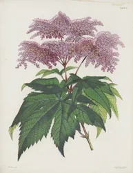Die Handförmige Spiraea, Spiraea Palmata